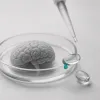 Quand le DHA entre dans le cerveau mais ne change rien : les leçons d'un essai clinique de 2 ans