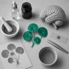 Gotu kola et cerveau : guide complet des bienfaits de la centella asiatica